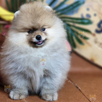 Hình ảnh một bé chó Phốc Sóc màu vàng tại Dogily