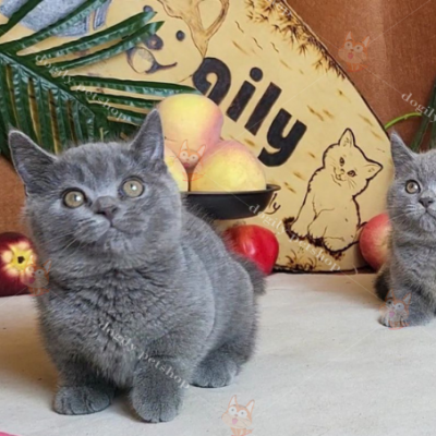 Mèo Munchkin màu xám xanh thường có giá rẻ nhất so với các màu khác, khoảng 15 - 20 triệu đồng.