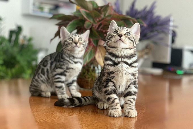Đôi mèo Bengal Silver 2 tháng tuổi
