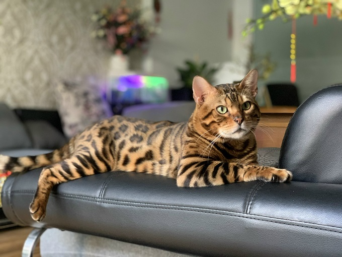 Mèo Bengal giá bao nhiêu tiền