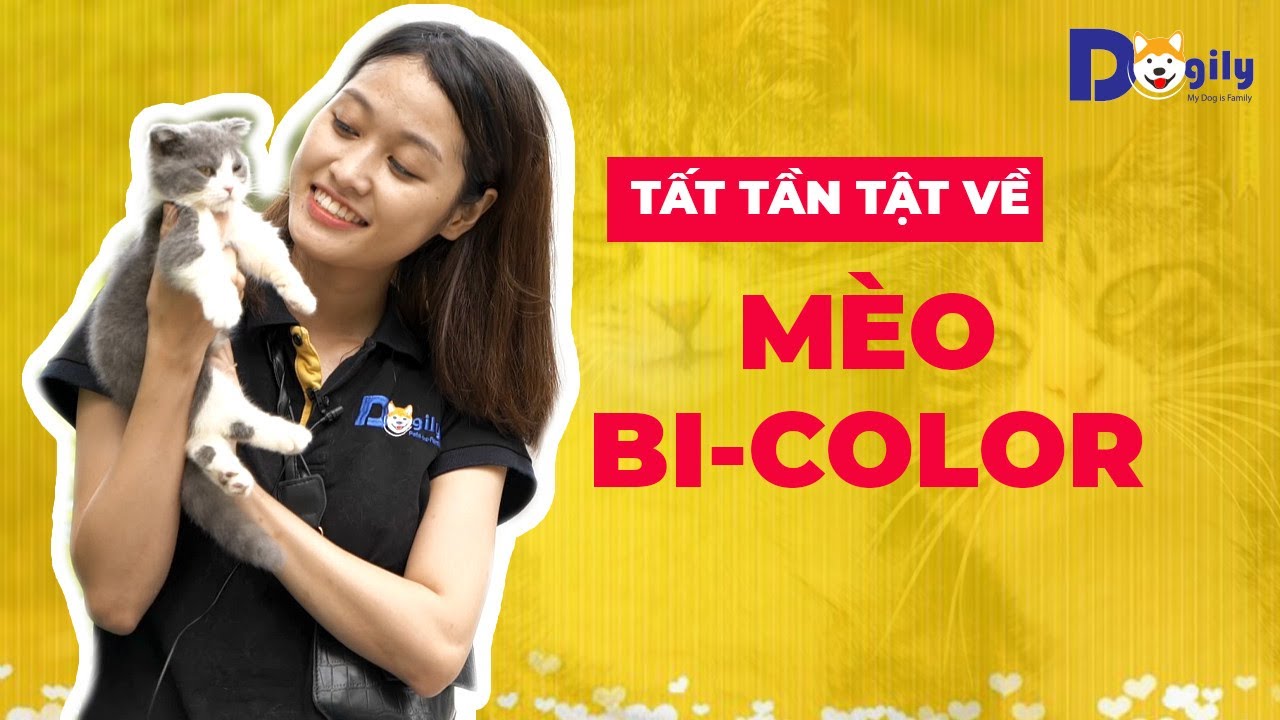 Mèo Bicolor là gì