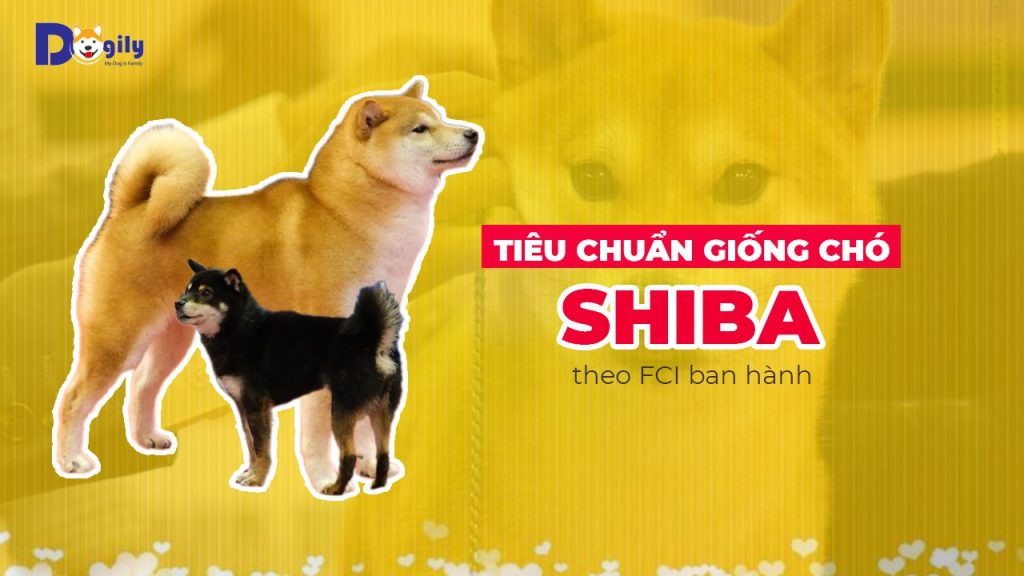 Tiêu chuẩn giống chó Shiba Inu Nhật Bản