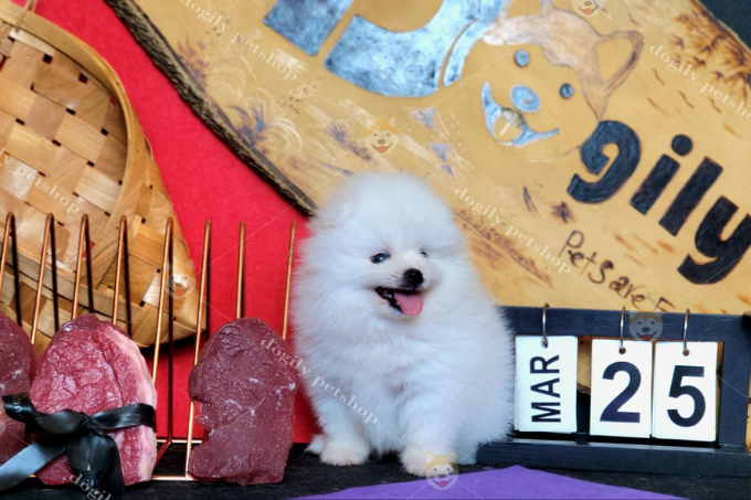 Chó Phốc Sóc Mini Giá Rẻ 250K Có Lừa Đảo Không? - Dogily Pet Shop