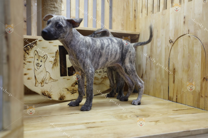 Chó Phú Quốc vện bạc sinh sản tại đảo của Dogily Petfarm