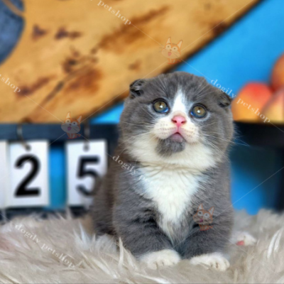 Hình ảnh một bé mèo chân ngắn màu bicolor nhập khẩu tại trại mèo Dogily Cattery