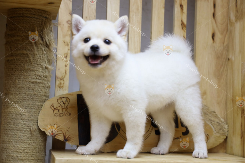 Ảnh 5: Chó Shiba Inu thuần chủng tại cửa hàng Dogily
