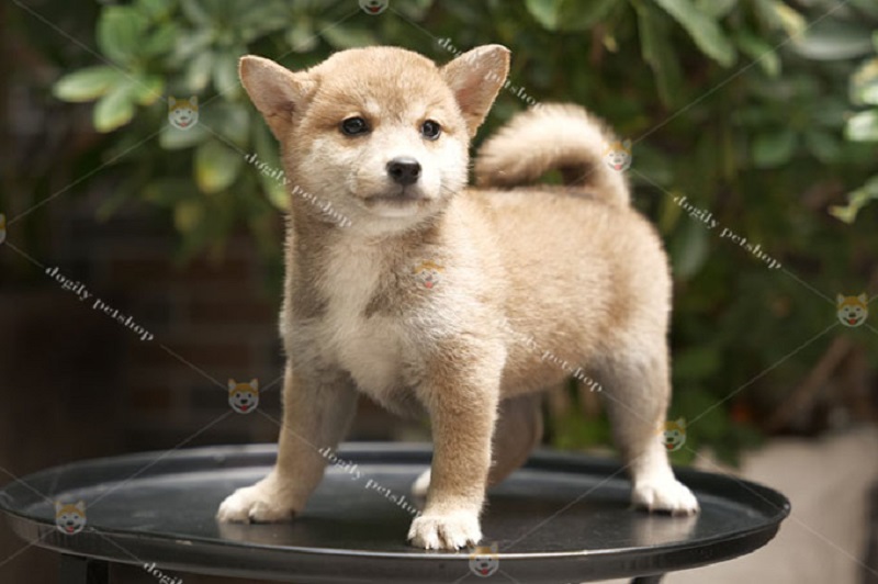 Chó Shiba Inu có kích thước khá khiêm tốn, dễ chăm sóc