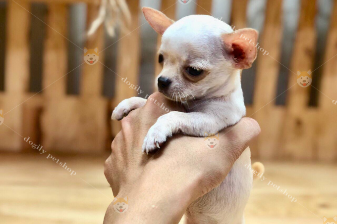 Những chú chó Teacup Chihuahua thường rất hiếu động và tò mò