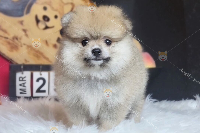 Chó Pomeranian size tiny 2 tháng tuổi nhà Dogily