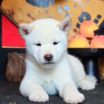 Chó Shiba Màu Trắng | Trại Chó Shiba Inu Dogily Farm Đà Lạt