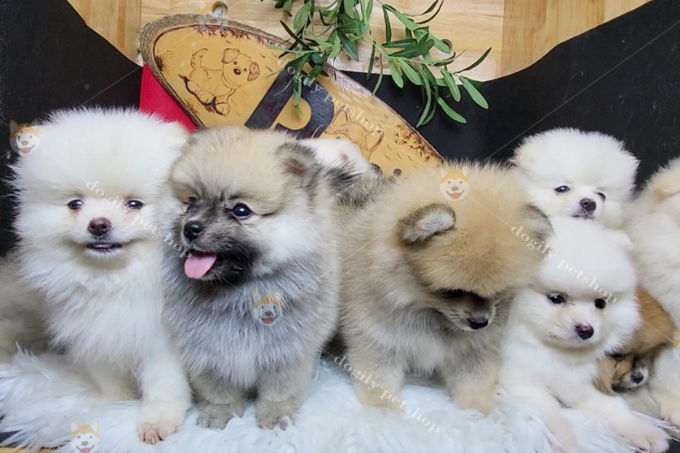 Những chú chó dễ thương Pomeranian
