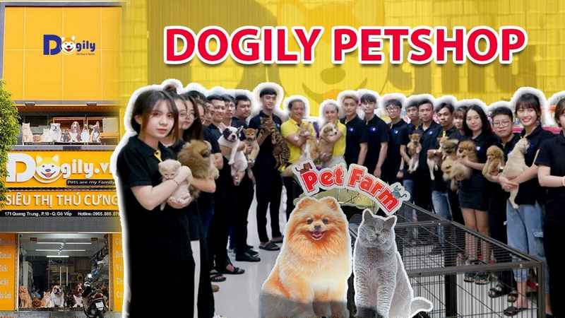 Ảnh 1: Dogily Petshop - shop bán chó Golden uy tín, chuyên nghiệp