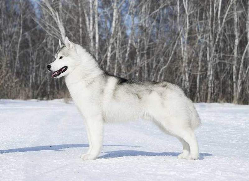 Ảnh 1: Husky - giống chó đặc trưng đến từ vùng Siberia