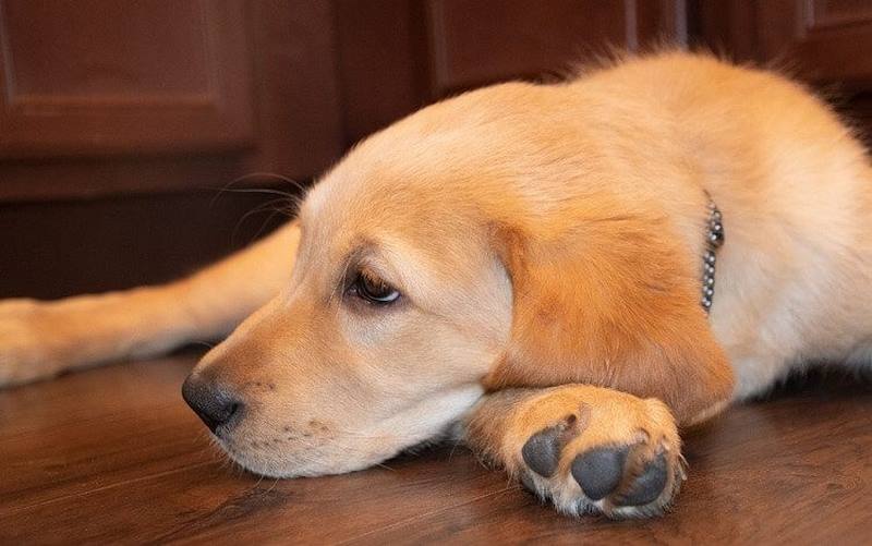 Ảnh 2: Goldador - giống chó Labrador lai phổ biến nhất hiện giờ