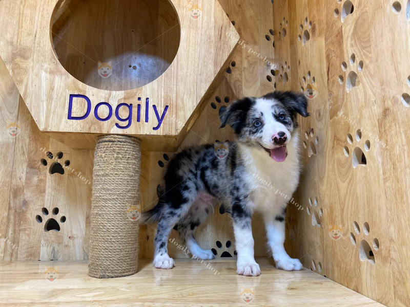 Ảnh 2: Một chú chó Collie Blue Merle tại Dogily