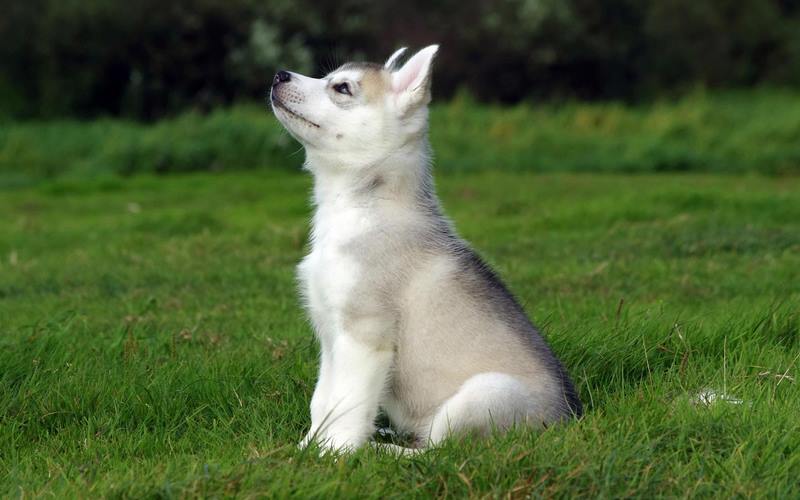 Ảnh 4: Một chú chó Husky xám trắng thuần chủng