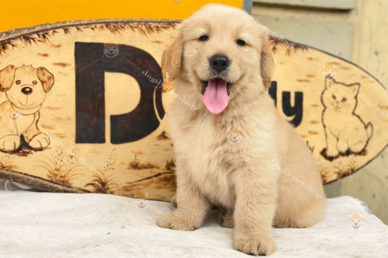 Golden Retriever lọt top những loại chó đẹp nhất nhất