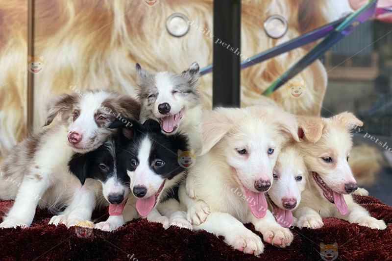 Ảnh 6: Dogily nhận cung cấp chó Border Collie thuần chủng