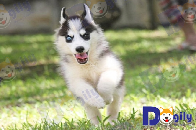 Chó Husky rất hoạt bát và ưa thích chạy nhảy