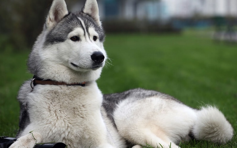 Có nên mua chó lai Husky F1 về nuôi hay không?