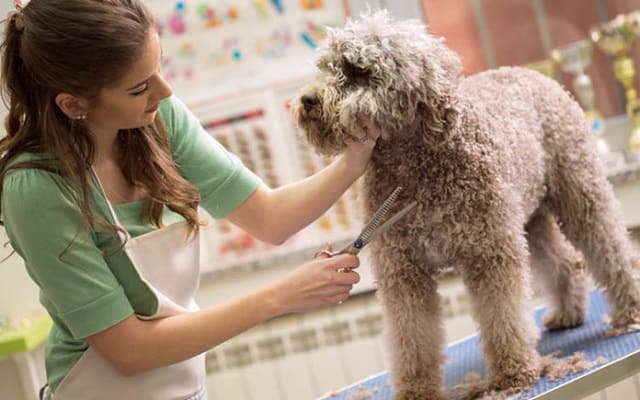 Dạy spa chó mèo là chương trình đào tạo chuyên môn về lĩnh vực chăm sóc, thẩm mỹ cho các giống thú cưng