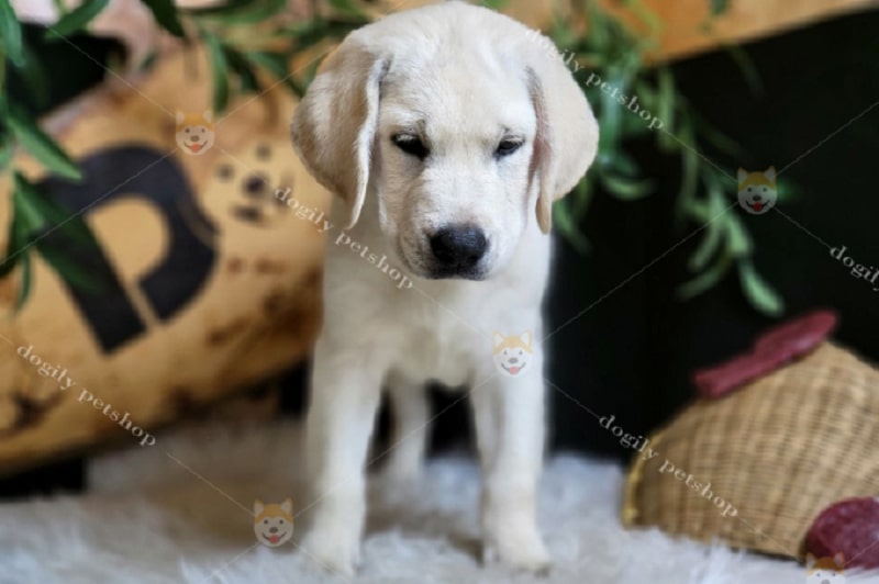Dogily - Đơn vị chuyên phân phối giống chó Labrador thuần chủng
