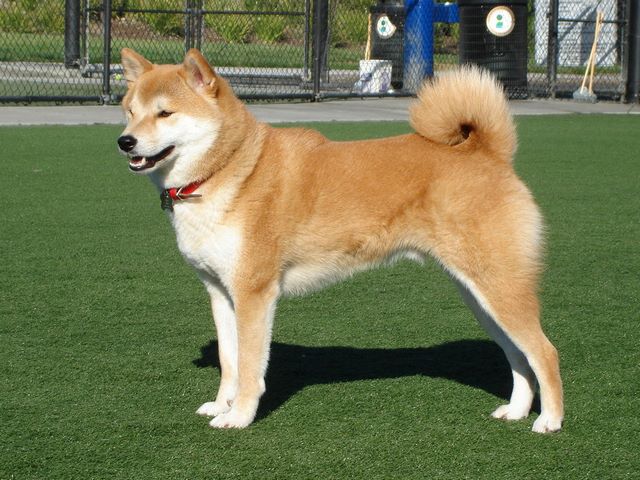 Chăm sóc chó Akita phù hợp để đảm bảo sự phát triển