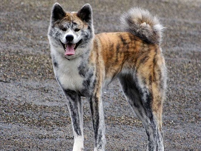 Giống chó Akita vện được phát hiện từ rất lâu về trước