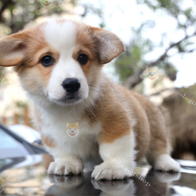 Dogily Petshop cam kết bảo hành sức khỏe thú cưng trong 365 ngày