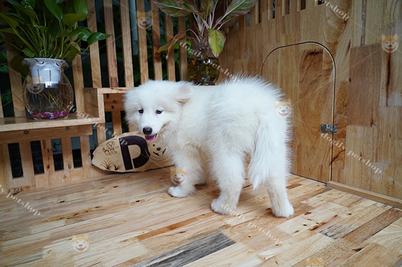 Chó Samoyed lai Alaska sở hữu hầu hết những ưu điểm của 2 loài