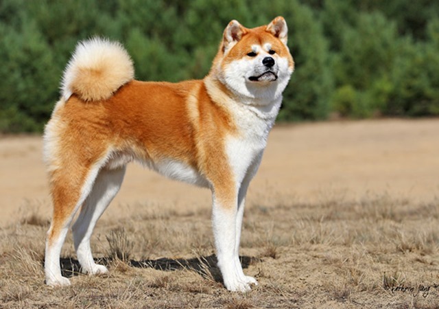 Giống chó Akita vàng với nhiều đặc điểm nổi bật