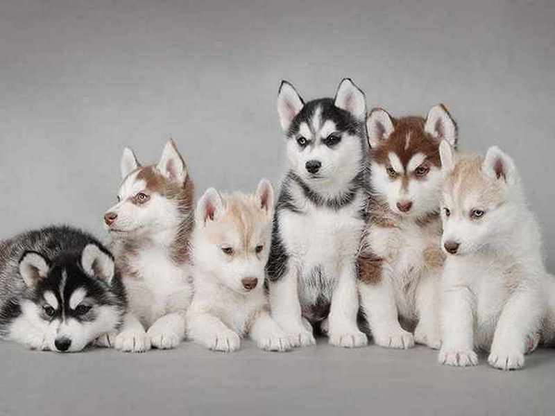 Giống chó Husky có nguồn gốc từ vùng đông bắc của nước Nga