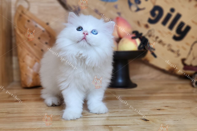 Mèo Anh lông dài 2 tháng tuổi màu trắng 2 màu mắt