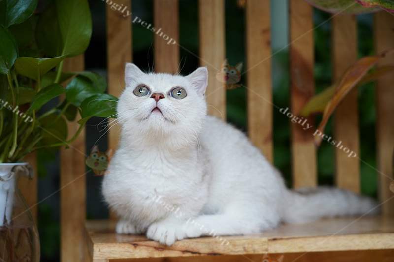 Ảnh 4: Một chú mèo Munchkin, giá bán thường từ 15 triệu đồng 