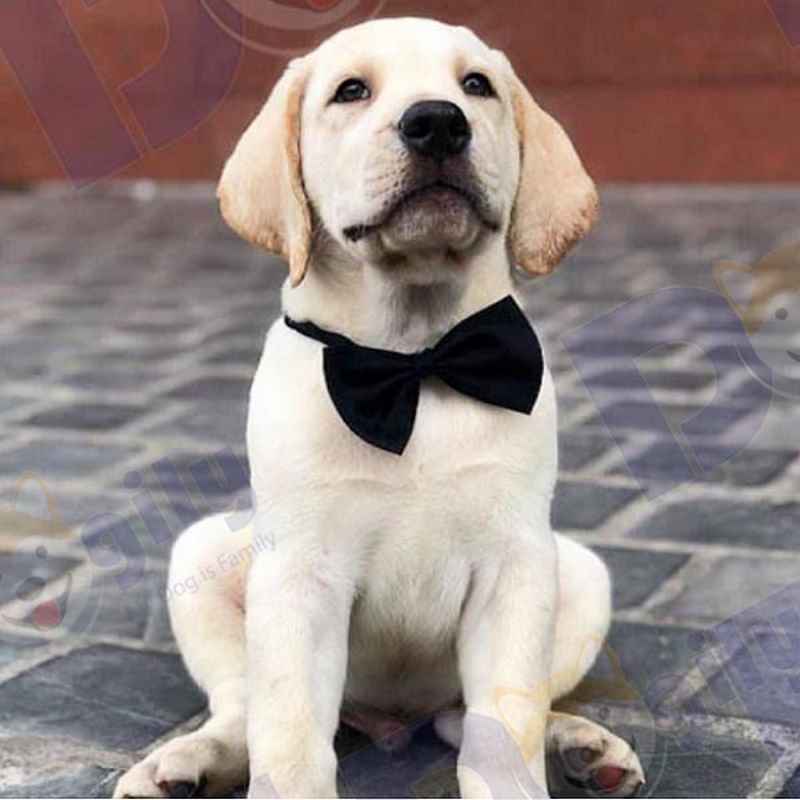 Ảnh 5: Chó Labrador đăng bán trên các hội nhóm Facebook