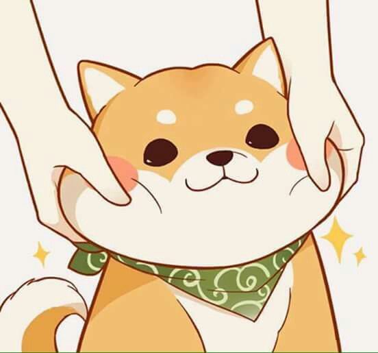 Ảnh avatar chó Shiba siêu đáng yêu siêu dễ thương