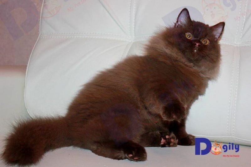 Đặc điểm mèo chocolate ở giống mèo Anh lông dài