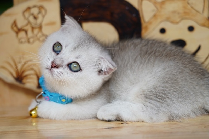 Đặc điểm ngoại hình của mèo silver