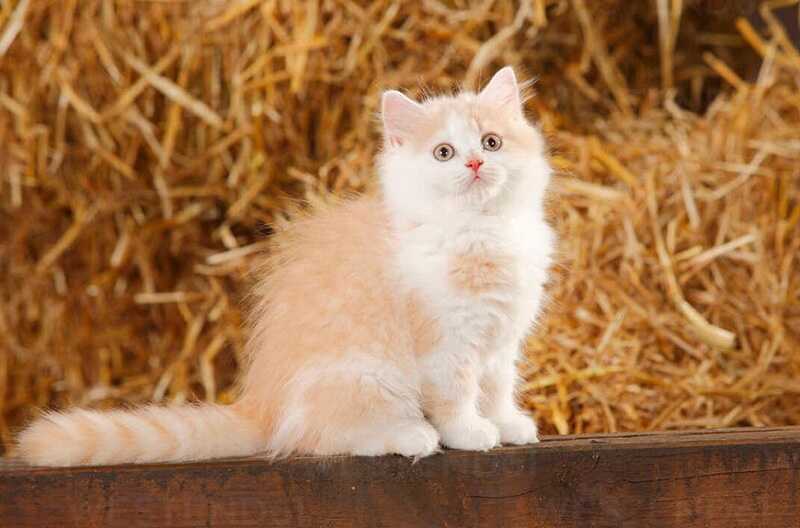 Màu mắt mèo Ald hồng phấn rất đặc biệt