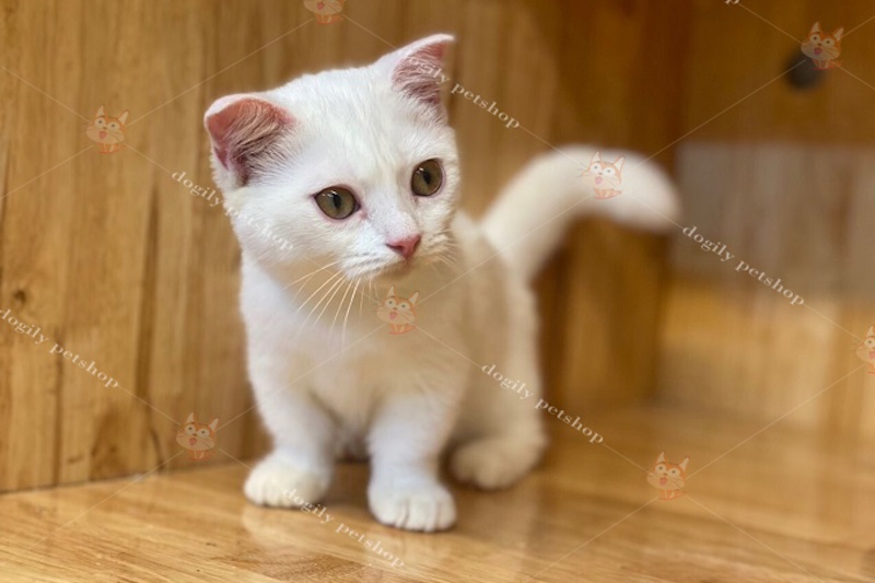 Mèo Munchkin tai cụp với đôi chân ngắn cũn dễ thương