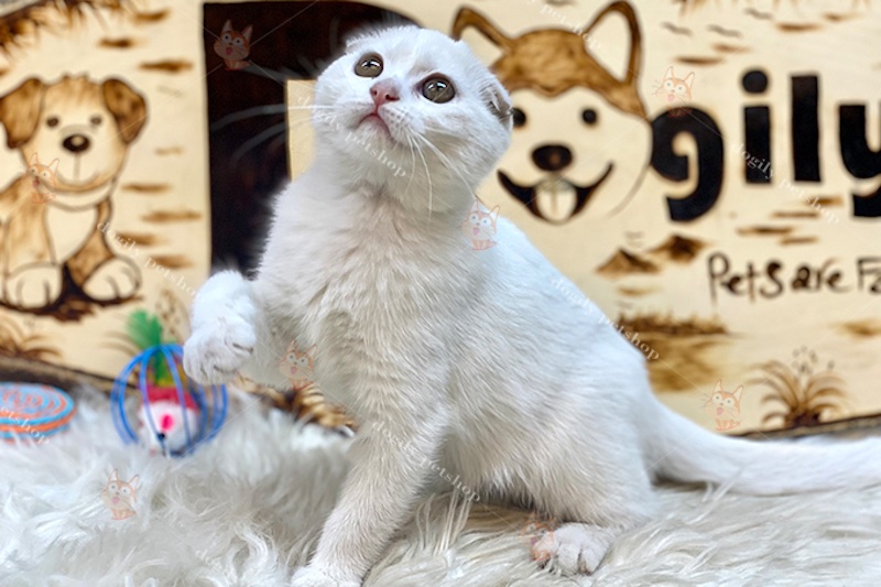 Mèo trắng Scottish Fold tai cụp cũng là sự lựa chọn của nhiều người