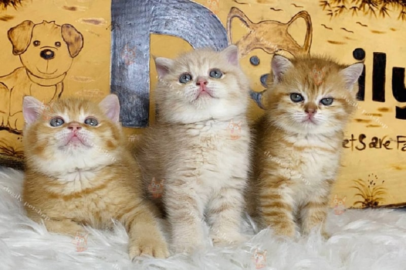Mua mèo vàng qua mạng xã hội đang rất phổ biến