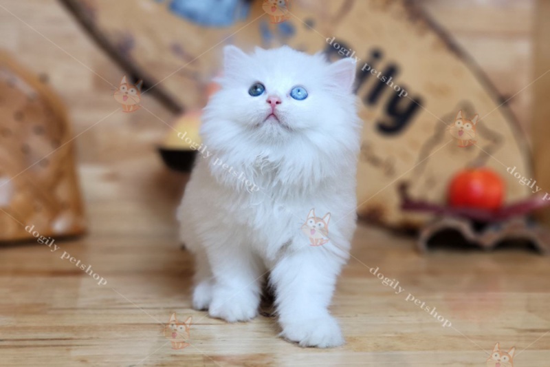 Những chú mèo Anh lông trắng dài xinh đẹp