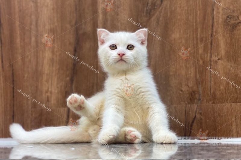 Thân hình của mèo Anh trắng lông ngắn khá săn chắc và cứng cáp