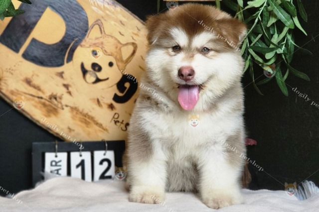 Hình ảnh một chú chó Alaska nâu đỏ lè lưỡi trong trạng thái chuẩn bị được thưởng