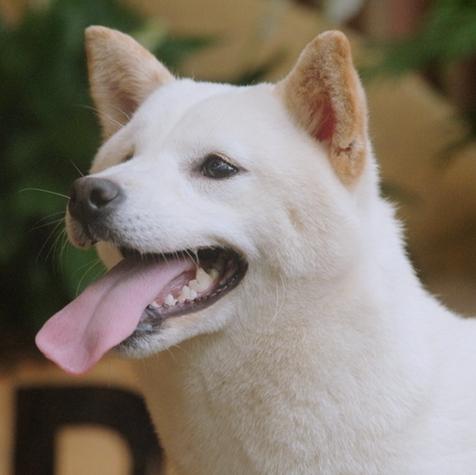 Chó Shiba Inu màu trắng tại MeowGo Coffee Đà Lạt