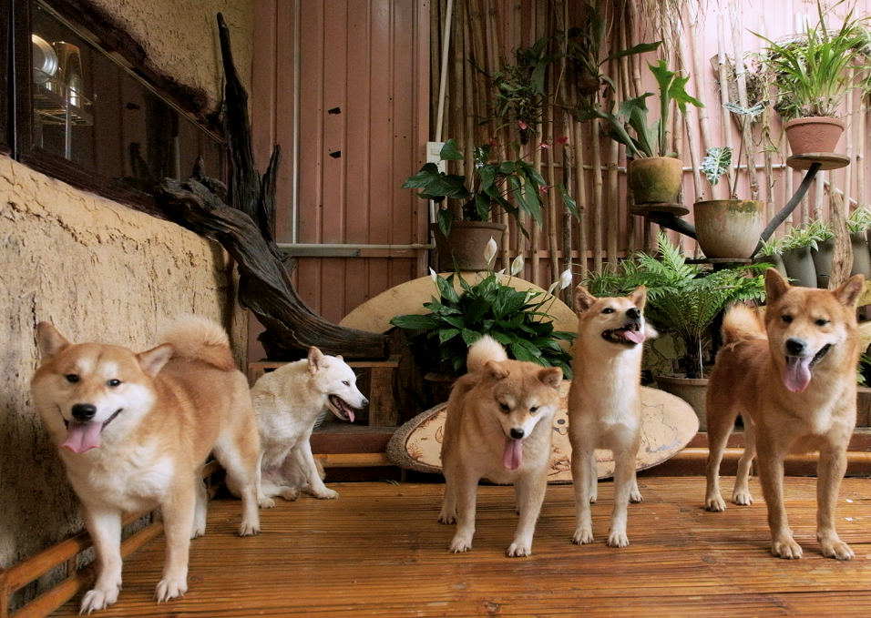 Chó Shiba Inu tại Dogily Petfam Đà Lạt