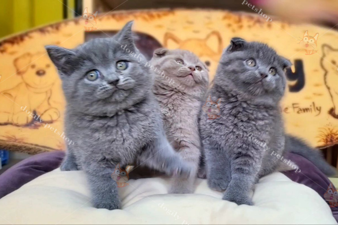 Mèo tai cụp xám xanh và lilac