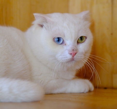 Mèo Aln trắng mắt hai màu tai cụp trưởng thành