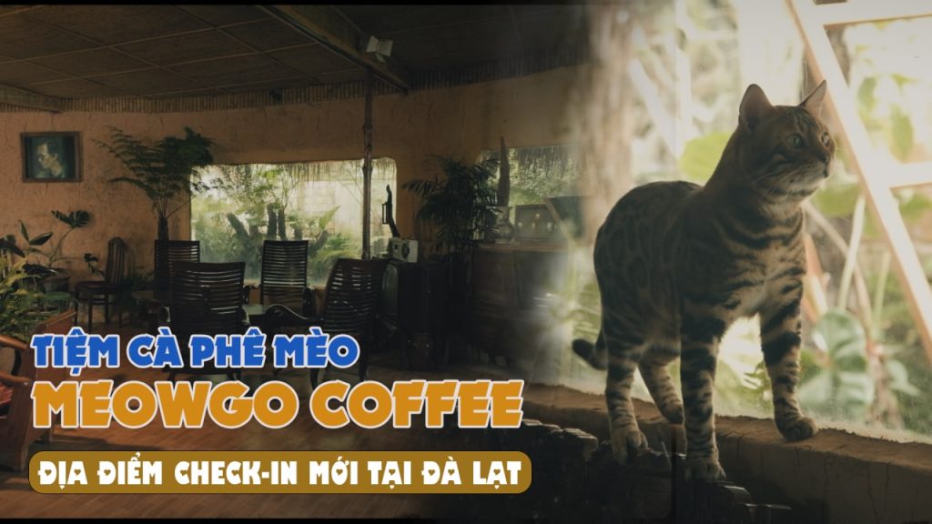Tiệm cafe mèo, cà phê mèo Đà Lạt